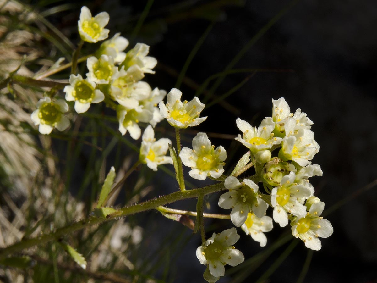 Saxifraga paniculata